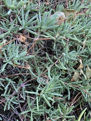 Mesembryanthemoideae