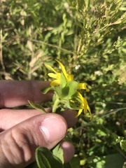Silphium asteriscus asteriscus