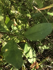 Silphium asteriscus asteriscus