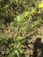 Silphium asteriscus asteriscus