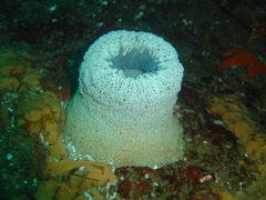 Bunodactis reynaudi