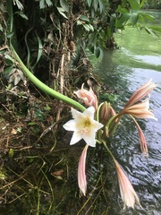 Crinum bulbispermum