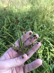 Scirpus georgianus