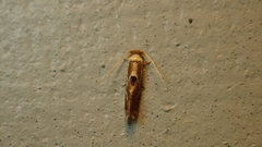 Philonome clemensella