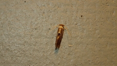 Philonome clemensella