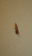 Philonome clemensella