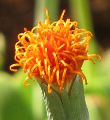 Kleinia petraea