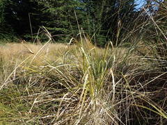 Cyperus ustulatus