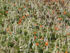 Kleinia petraea