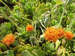 Kleinia petraea