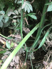Crinum bulbispermum
