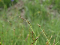 Carex hostiana