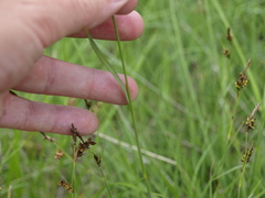 Carex hostiana