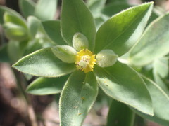 Tithymalus