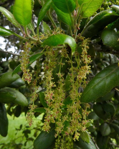 iNaturalist observation photo of coast live oak