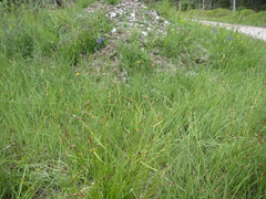 Carex hostiana