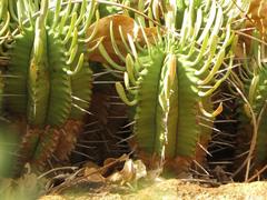 Euphorbia pulvinata