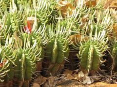 Euphorbia pulvinata