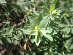 Tithymalus
