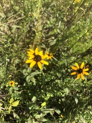 Rudbeckia fulgida spathulata