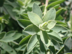Tithymalus