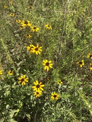 Rudbeckia fulgida spathulata