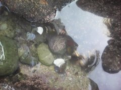 Lithophyllum incrustans