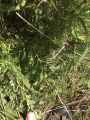 Rudbeckia fulgida spathulata