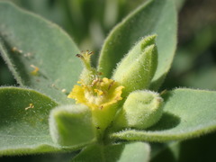 Tithymalus