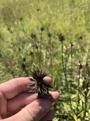 Echinacea laevigata