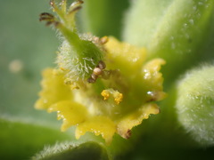 Tithymalus