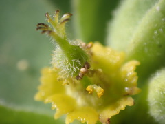 Tithymalus