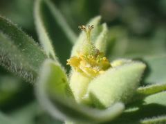 Tithymalus