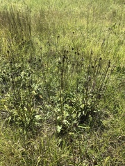 Echinacea laevigata