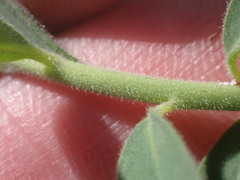 Tithymalus