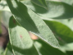 Tithymalus