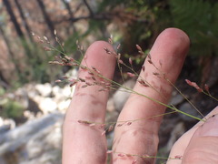 Zuloagaea bulbosa
