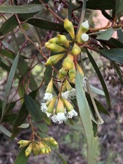 Eucalyptus calycogona