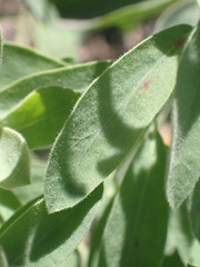 Tithymalus