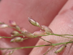 Zuloagaea bulbosa
