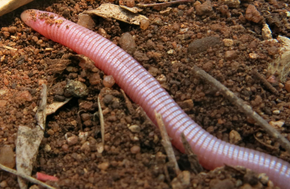 Lang's Worm Lizard