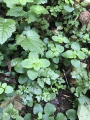 Chrysosplenium glechomifolium