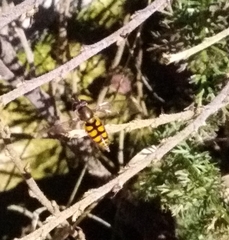 Syrphus octomaculatus