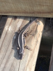 Liolaemus gravenhorstii