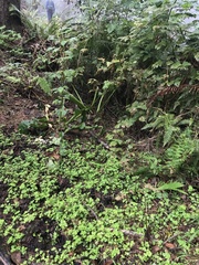 Chrysosplenium glechomifolium