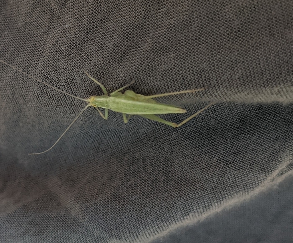 Common Tree Crickets from Thelka, San Antonio, TX, USA on September 04