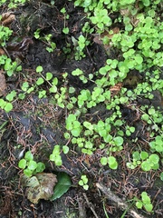 Chrysosplenium glechomifolium
