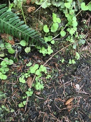 Chrysosplenium glechomifolium