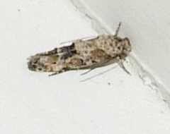 Mompha stellella
