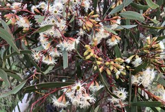 Eucalyptus calycogona